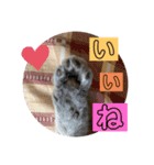 にゃんちゅうううその3（個別スタンプ：3）