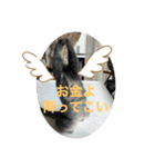 にゃんちゅうううその3（個別スタンプ：11）