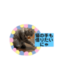 にゃんちゅうううその3（個別スタンプ：12）