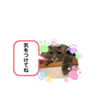 にゃんちゅうううその3（個別スタンプ：13）
