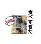 にゃんちゅうううその3（個別スタンプ：14）