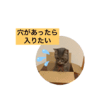 にゃんちゅうううその3（個別スタンプ：18）