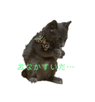 コロだけ（個別スタンプ：1）