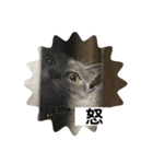 コロだけ（個別スタンプ：3）