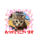 こまりのスタンプ1（個別スタンプ：3）