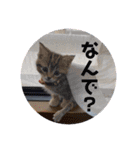こまりのスタンプ1（個別スタンプ：6）