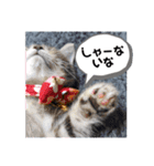 こまりのスタンプ1（個別スタンプ：7）