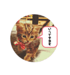 こまりのスタンプ1（個別スタンプ：9）