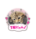 こまりのスタンプ1（個別スタンプ：11）