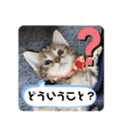 こまりのスタンプ1（個別スタンプ：12）