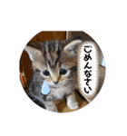こまりのスタンプ1（個別スタンプ：13）