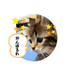 こまりのスタンプ1（個別スタンプ：14）