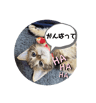 こまりのスタンプ1（個別スタンプ：15）