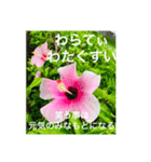 OKINAWAの景色やお花に癒されて②（個別スタンプ：1）