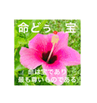 OKINAWAの景色やお花に癒されて②（個別スタンプ：3）