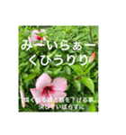 OKINAWAの景色やお花に癒されて②（個別スタンプ：4）
