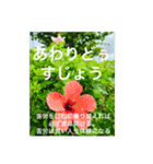 OKINAWAの景色やお花に癒されて②（個別スタンプ：5）