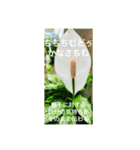 OKINAWAの景色やお花に癒されて②（個別スタンプ：22）