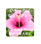 OKINAWAの景色やお花に癒されて②（個別スタンプ：23）