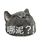 友達んちのにゃんこちゃんたち（個別スタンプ：3）