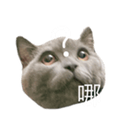 友達んちのにゃんこちゃんたち（個別スタンプ：6）