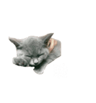 友達んちのにゃんこちゃんたち（個別スタンプ：12）