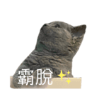 友達んちのにゃんこちゃんたち（個別スタンプ：13）