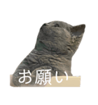 友達んちのにゃんこちゃんたち（個別スタンプ：14）
