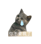 友達んちのにゃんこちゃんたち（個別スタンプ：15）