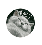 友達んちのにゃんこちゃんたち（個別スタンプ：16）