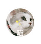 友達んちのにゃんこちゃんたち（個別スタンプ：22）