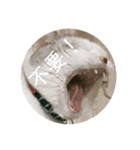 友達んちのにゃんこちゃんたち（個別スタンプ：24）