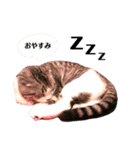 てちてちこてつ2（個別スタンプ：10）