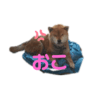 ランちゃんとハチくん（個別スタンプ：3）