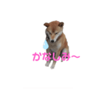 ランちゃんとハチくん（個別スタンプ：5）