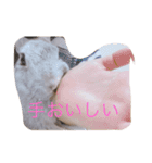 ぐーたすたんぷ（個別スタンプ：11）