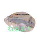 ぐーたすたんぷ（個別スタンプ：13）