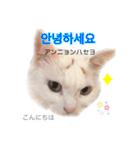 韓国語 困っていない猫のすず。（個別スタンプ：1）