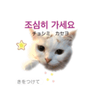 韓国語 困っていない猫のすず。（個別スタンプ：2）