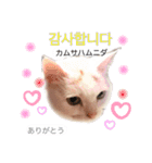 韓国語 困っていない猫のすず。（個別スタンプ：3）