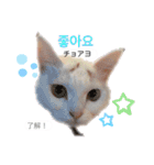 韓国語 困っていない猫のすず。（個別スタンプ：5）