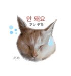 韓国語 困っていない猫のすず。（個別スタンプ：7）
