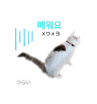 韓国語 困っていない猫のすず。（個別スタンプ：8）