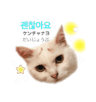 韓国語 困っていない猫のすず。（個別スタンプ：10）