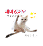 韓国語 困っていない猫のすず。（個別スタンプ：11）