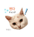 韓国語 困っていない猫のすず。（個別スタンプ：12）