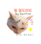 韓国語 困っていない猫のすず。（個別スタンプ：13）