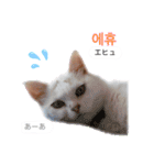 韓国語 困っていない猫のすず。（個別スタンプ：14）