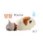 韓国語 困っていない猫のすず。（個別スタンプ：15）