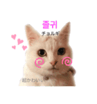 韓国語 困っていない猫のすず。（個別スタンプ：16）